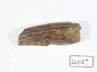 藏品(鹿角)的圖片